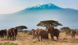 ...viajamos a Tanzania: la magia de la fauna salvaje