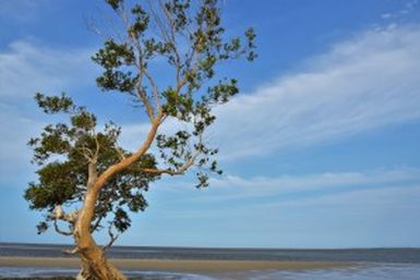 El papel de la «africanidad» en la consolidación de la identidad cultural de Cabo Verde