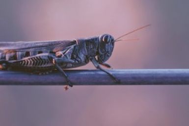 ¡Ojo con la plaga de langostas!