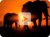 Turismo en África con sello español: el caso de Kobo Safaris