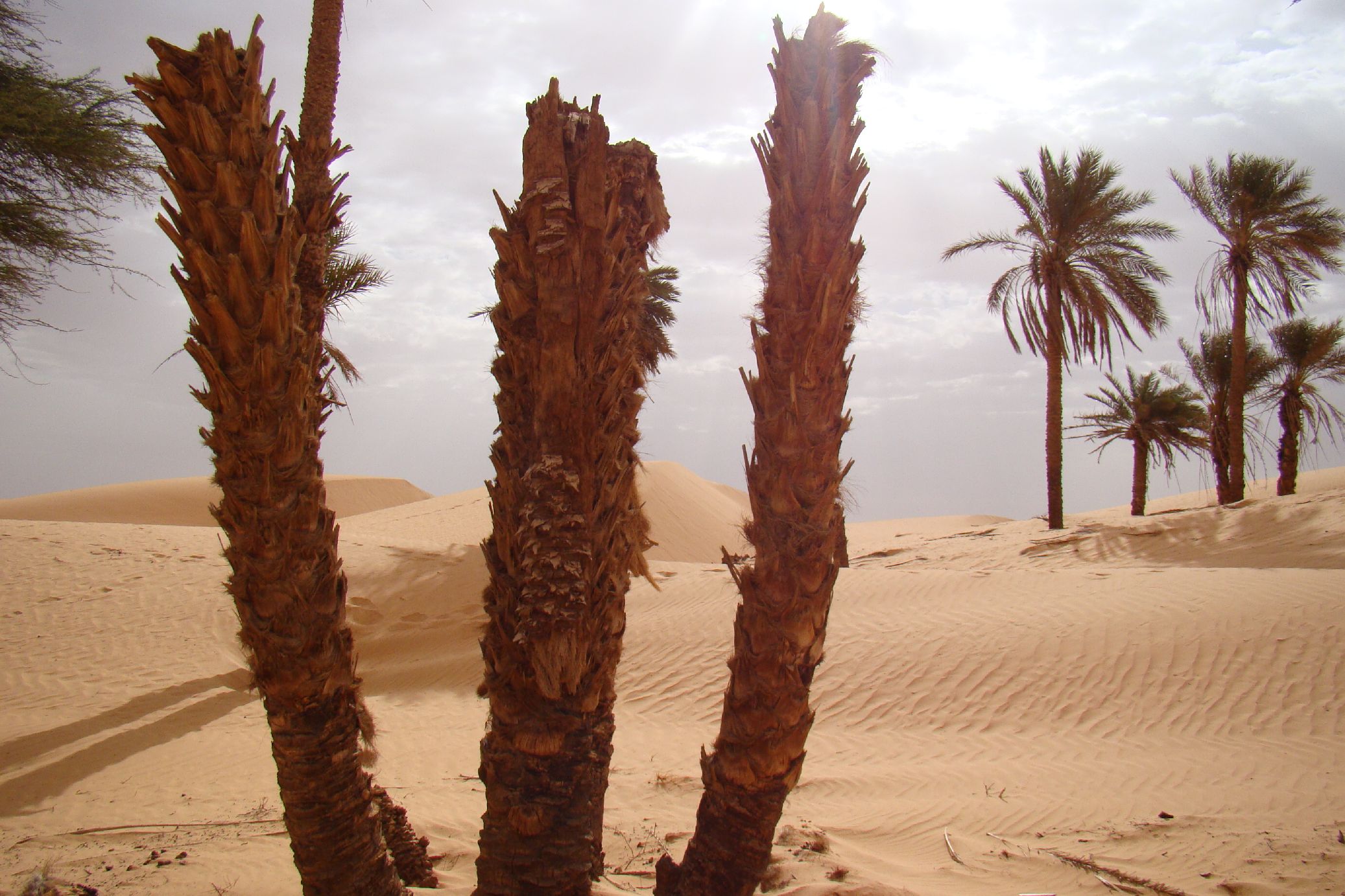8.	Imágenes de Adrar (Atar-Ouadane- Chinguetti, Mauritania)