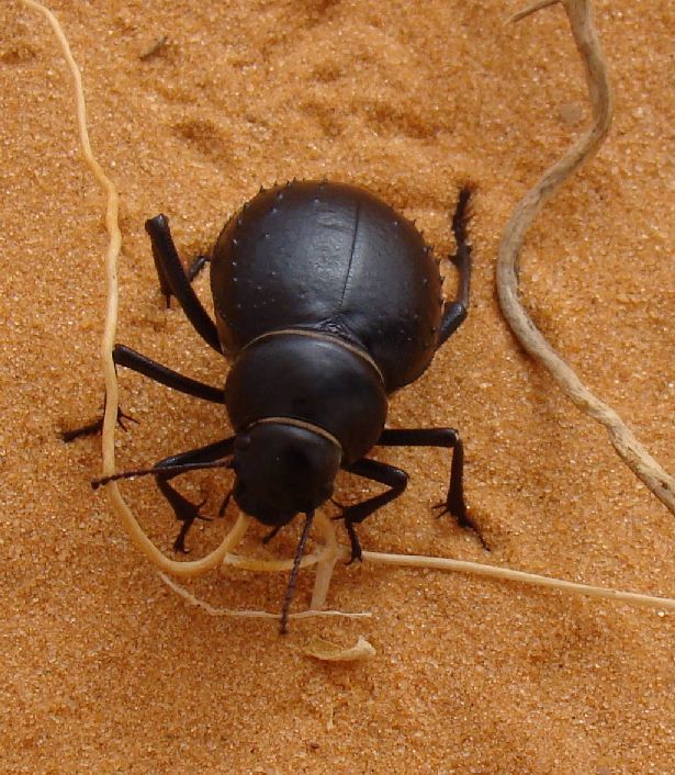 11.	Imágenes de Adrar (Atar-Ouadane- Chinguetti, Mauritania)