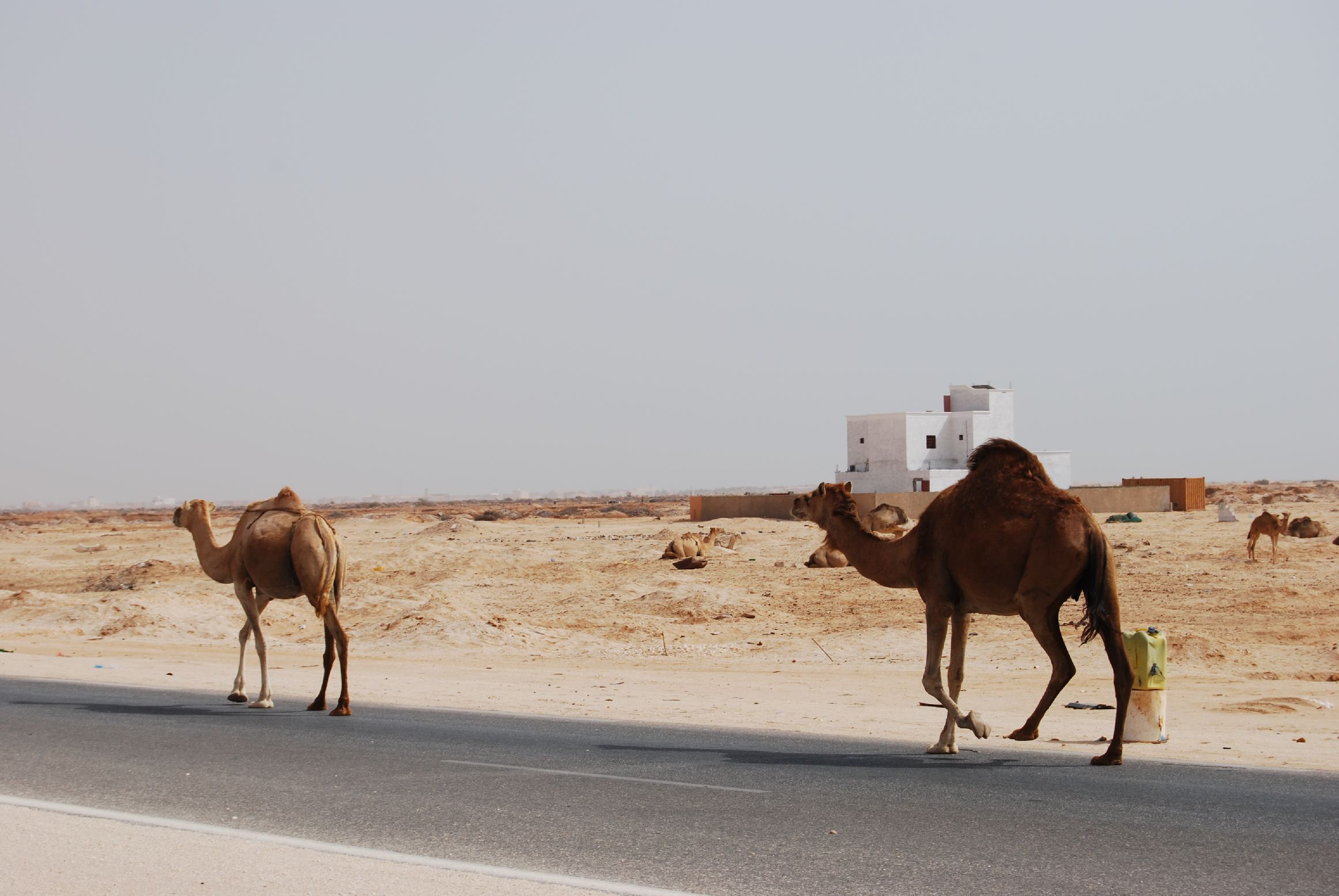 51. Imágenes de Nouadhibou, Mauritania