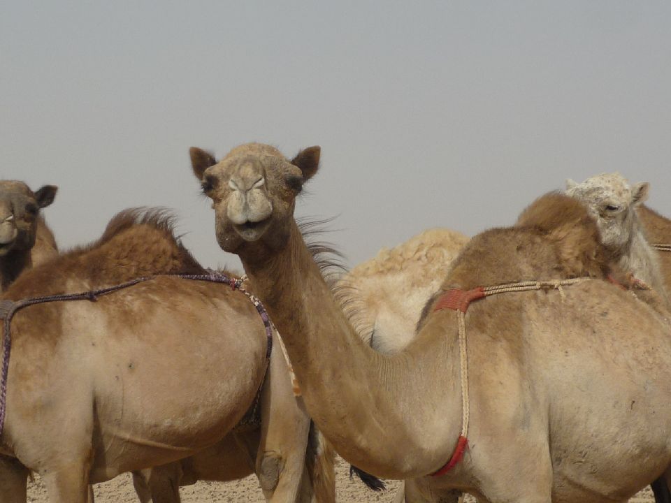 67. Imágenes de Nouadhibou, Mauritania