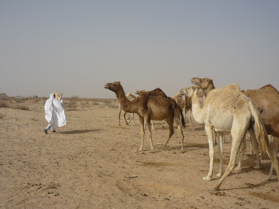 68. Imágenes de Nouadhibou, Mauritania