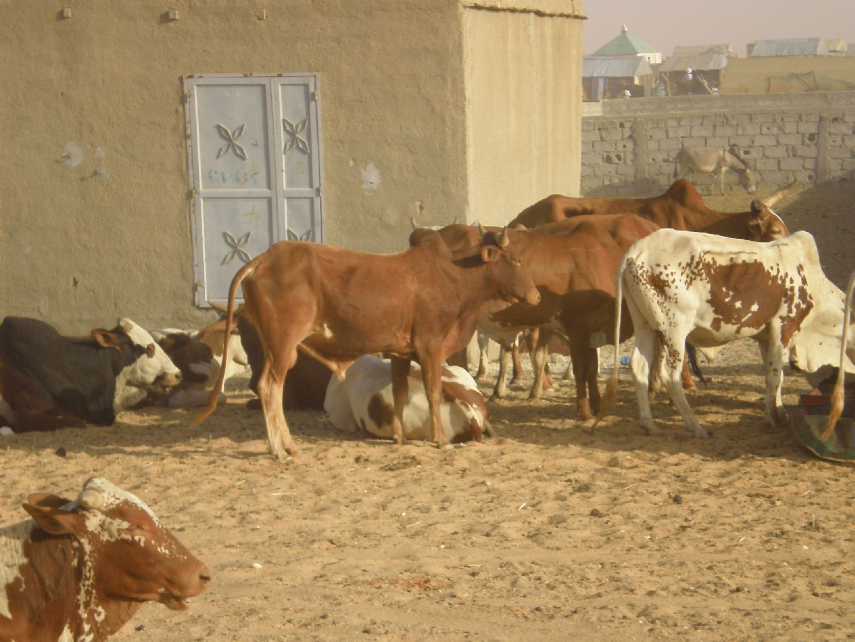 69. Imágenes de Nouadhibou, Mauritania