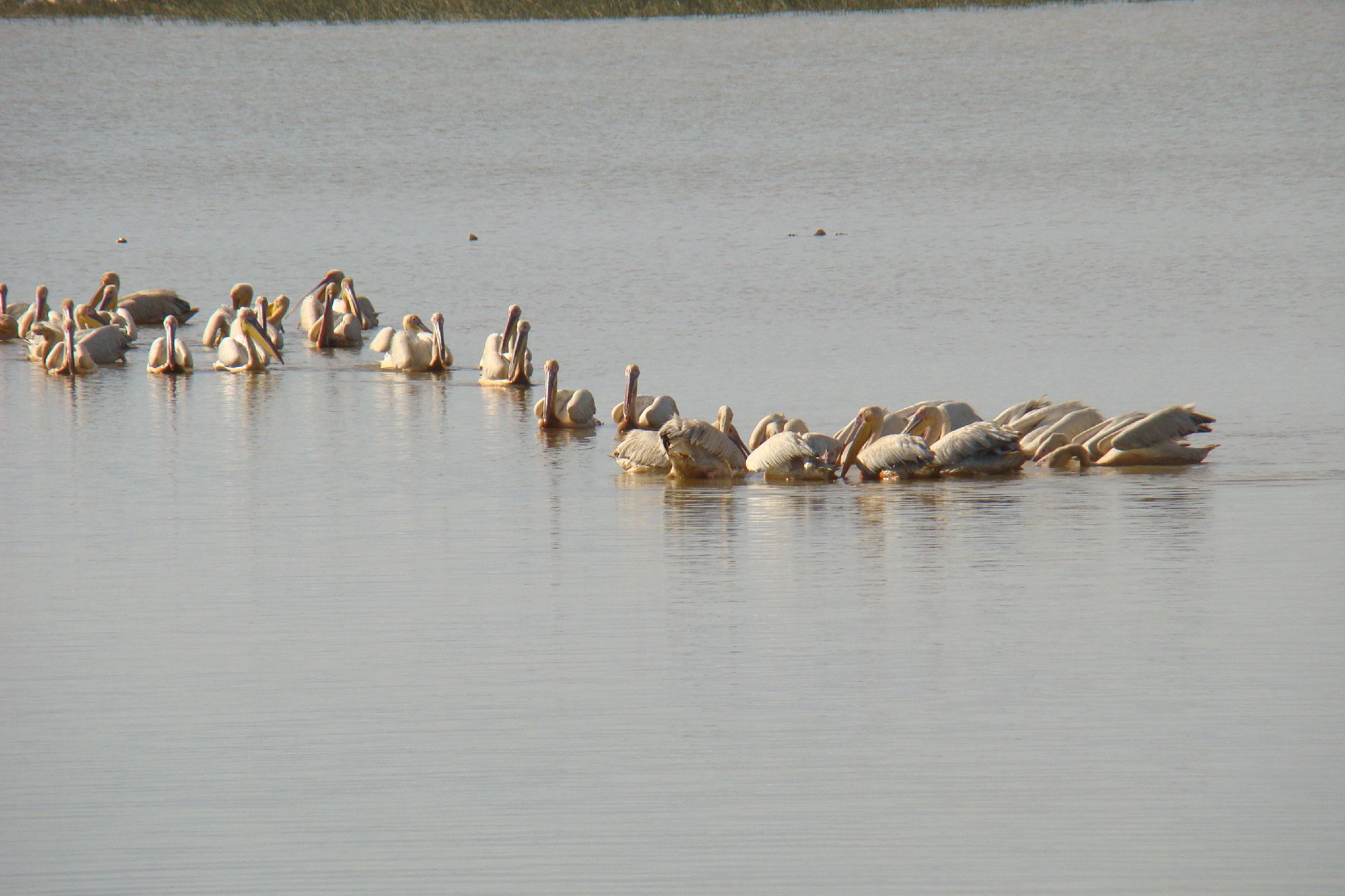 98. Imágenes del Parque Nacional Diawling en Mauritania