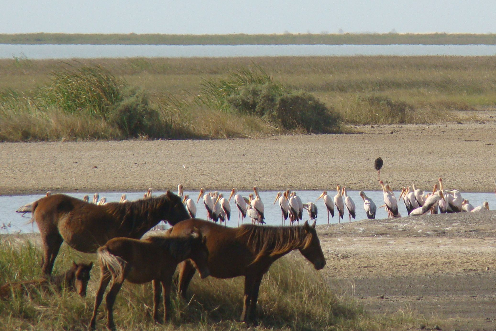 100. Imágenes del Parque Nacional Diawling en Mauritania