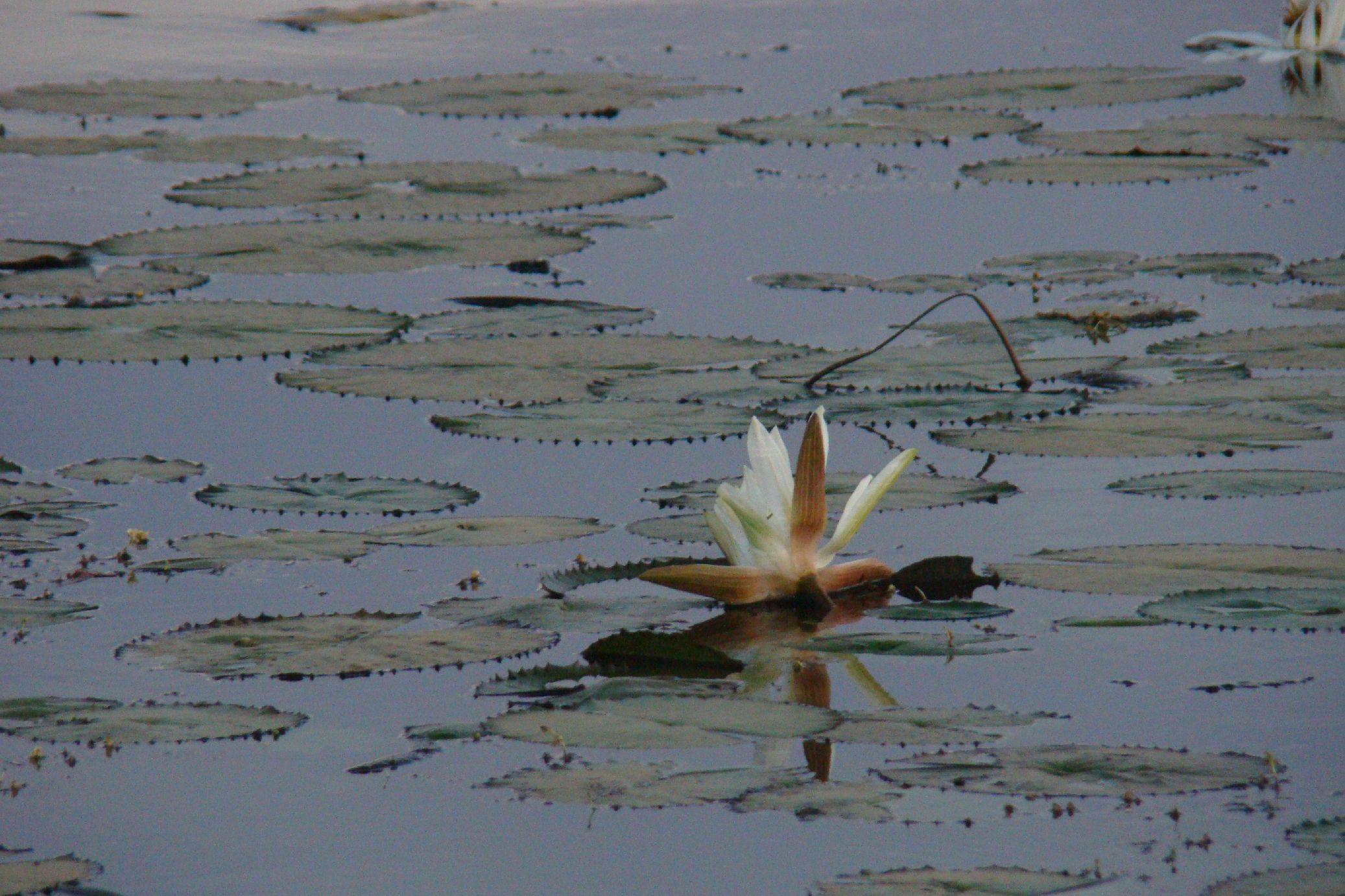 104. Imágenes del Parque Nacional Diawling en Mauritania