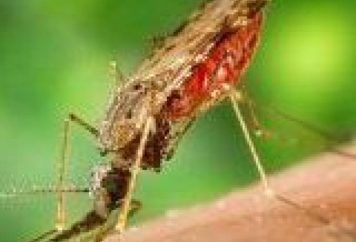 Malaria: avances y retos actuales