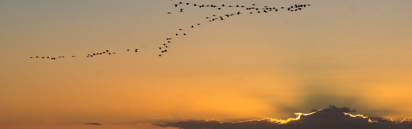 Jornada «Retos estratégicos del escenario migratorio hacia Europa por vía atlántica para el Horizonte 2030»