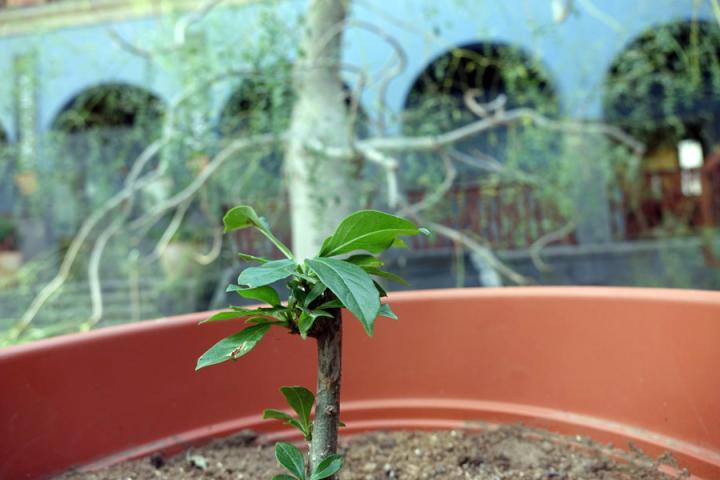 Un nuevo baobab para Casa África