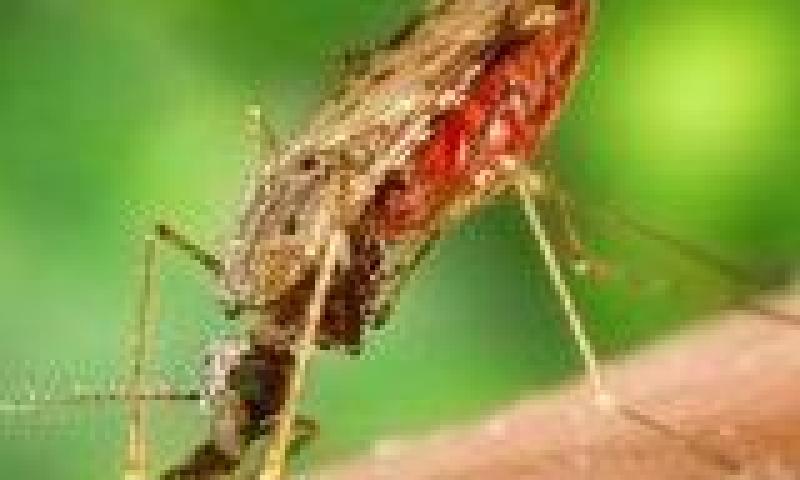 Malaria: avances y retos actuales