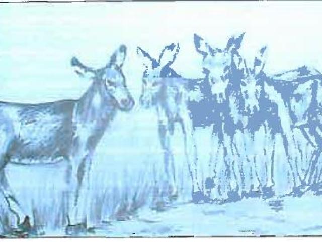 Cuentos de Zimbabwe. El burro que se hizo pasar por león