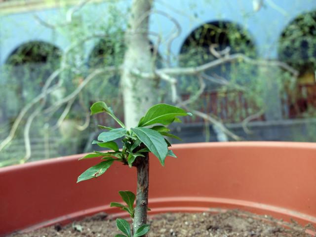 Un nuevo baobab para Casa África