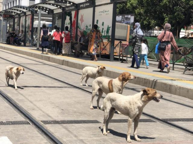 Chiens squatteurs