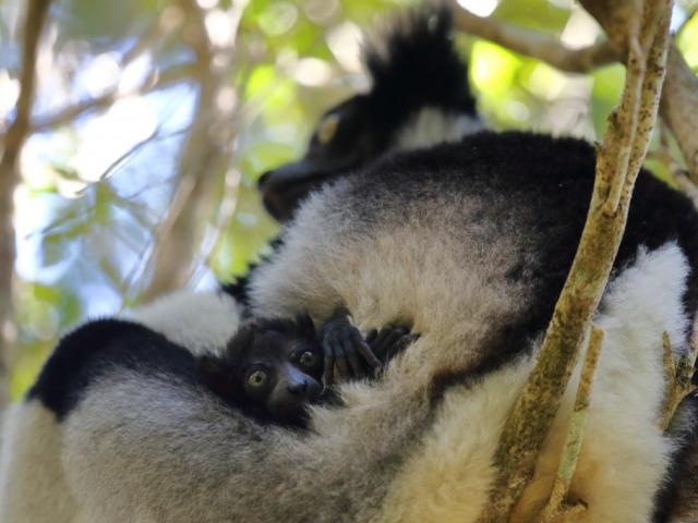 El pequeño indri