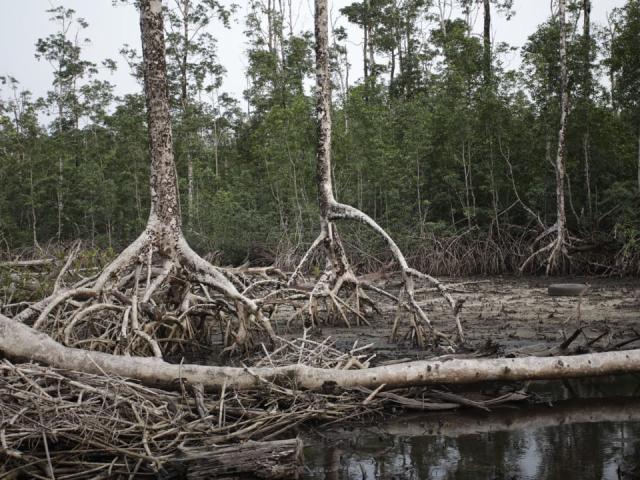 Segundo  premio:  Mangrove  côtière  anthropisée, de Hans Morvan Makoundi Boumba (República del Congo)