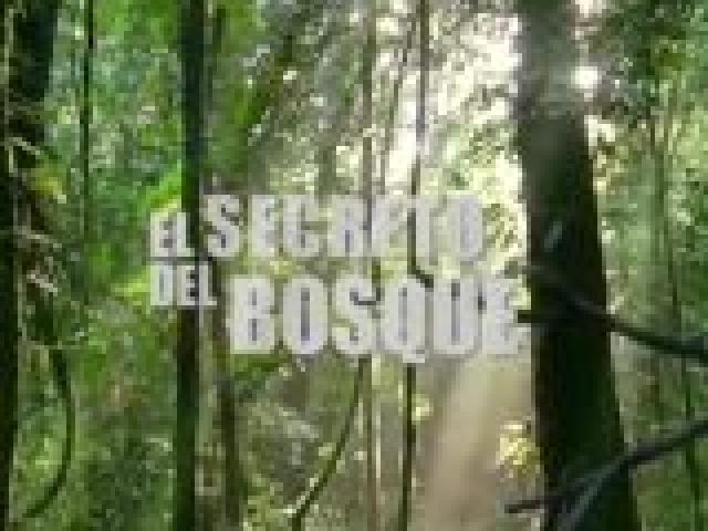 El secreto del Bosque