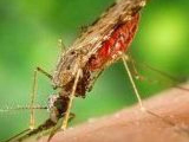 Malaria: avances y retos actuales
