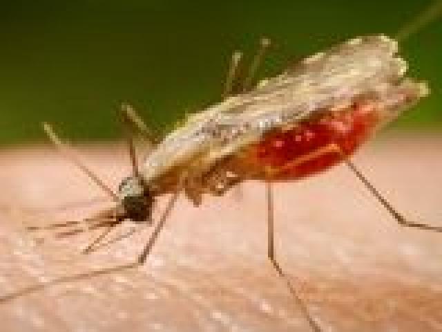 Día Mundial del Paludismo (Malaria)